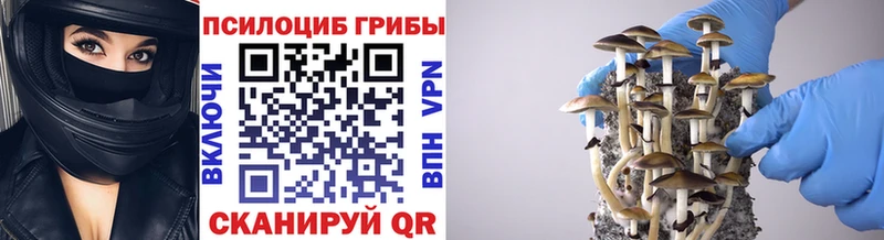 Псилоцибиновые грибы MAGIC MUSHROOMS  гидра маркетплейс  Дмитров 